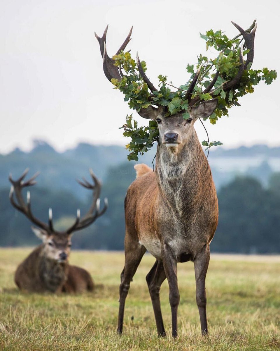 deershouldnt's tweet photo. Leaf mogging https://t.co/4t9fK5jvot