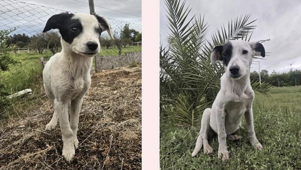 eltuitdemarsh's tweet photo. Lindas hermanitas, de aproximados 5 meses, en adopción responsable y conjunta. Quien las entrega se compromete con su esterilización. Si deseas darles un hogar para siempre, comunícate al +56949264525 o al +56968218782. Favor RT!
#Talca https://t.co/PaO5SLF6J1