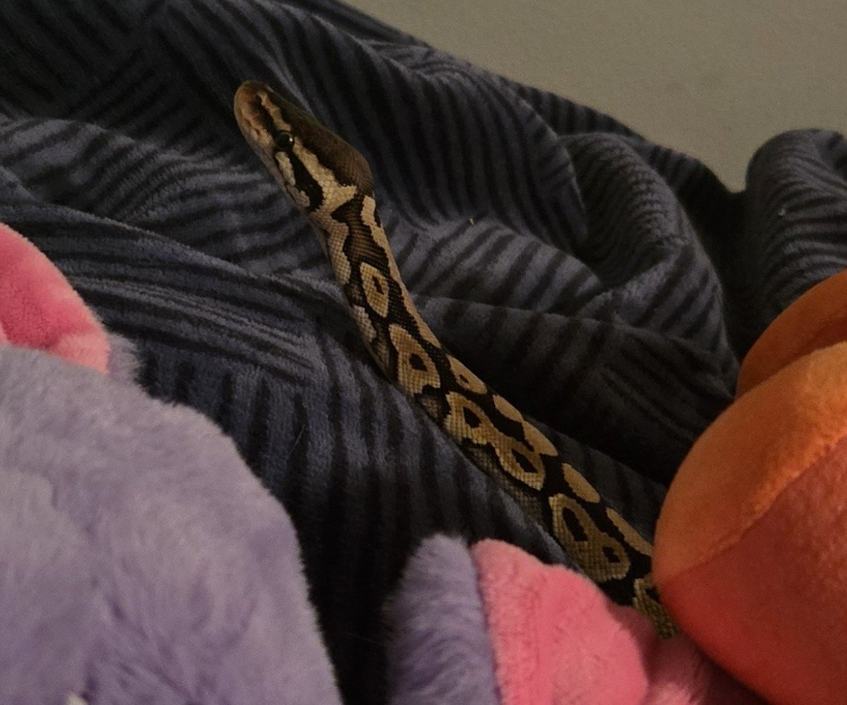 ClassyHasFallen's tweet photo. Pic dump of my children :))) https://t.co/RxciGmqJKa