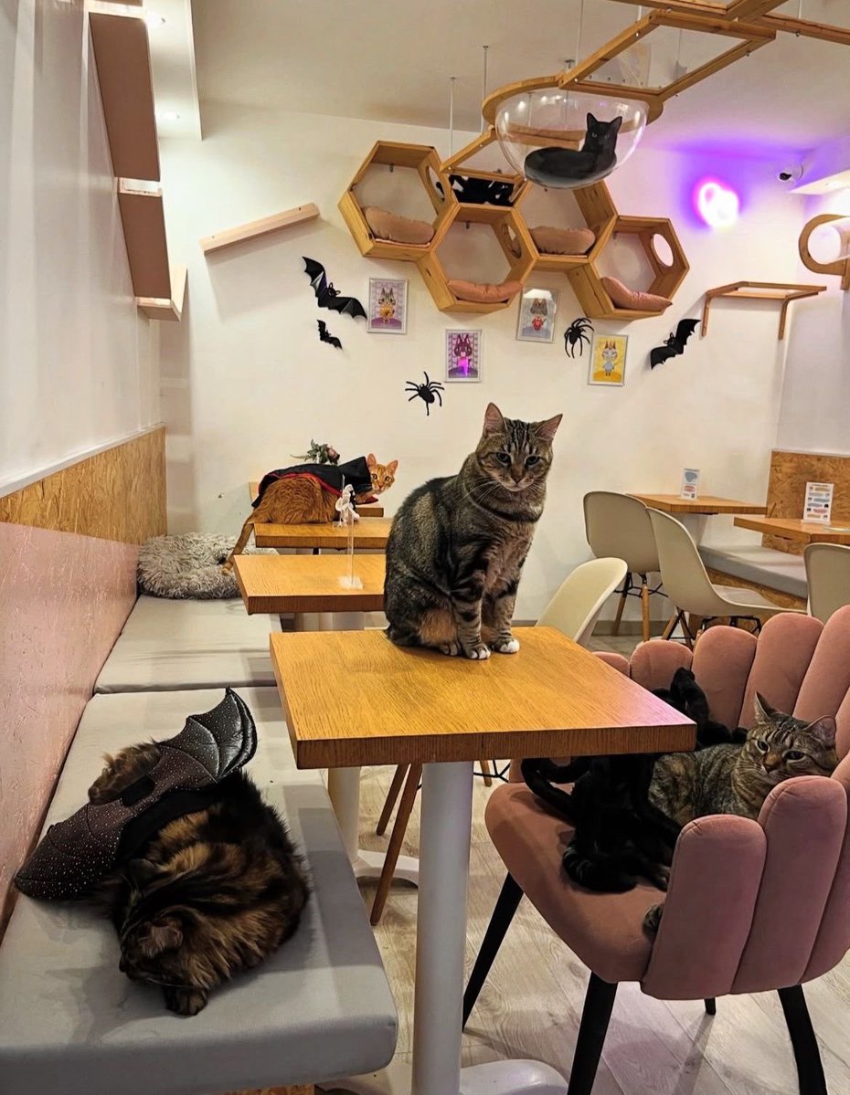 Imsobalicious's tweet photo. Cat lounge with Hitoshi. The cats are very cute. https://t.co/hd61ciaxbC