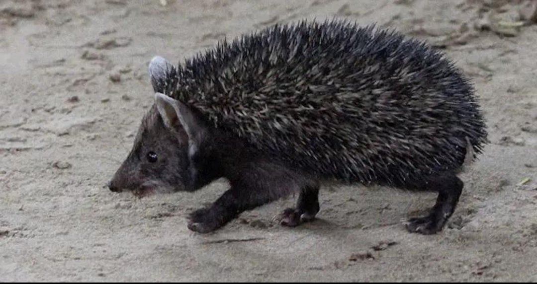 SumitPhephana's tweet photo. こんなトゲだらけのネズミ、見たことありますか？😳🦔

これはインド・ラージャスターン州の砂漠に暮らす「ジャウ・チュー」です。
危険を感じると体を丸めて、小さなトゲのボールのようになります。

名前に「ネズミ」とありますが、実は普通のネズミではありません。
そして、いざとなればヘビを襲って倒すこともあるそうです。🐍🦔