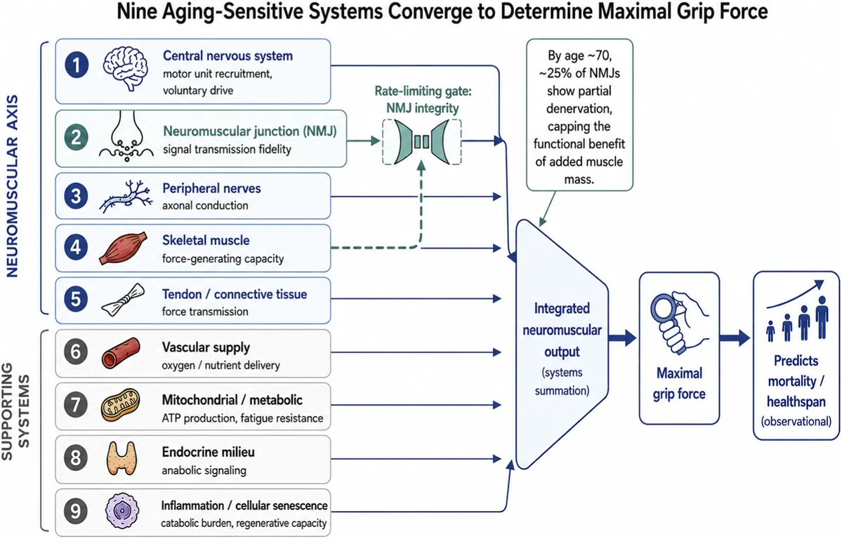 agingdoc1's tweet photo. Grip strength as a systems biomarker of aging: neuromuscular junction constraints and biomarker decoupling in gene therapy

https://t.co/AqgGbpxs1T https://t.co/mcbpvT8ifl
