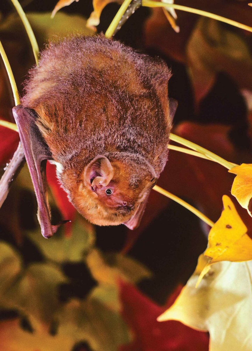 GhouliaChilds's tweet photo. Happy #Baturday! (* Eastern Red Bat) ๐ฆ https://t.co/ZVXpkvG2yl