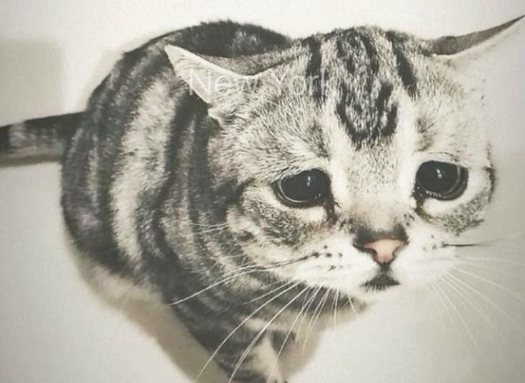 NseiAf's tweet photo. @pawsforpills https://t.co/iak2iNjNvw