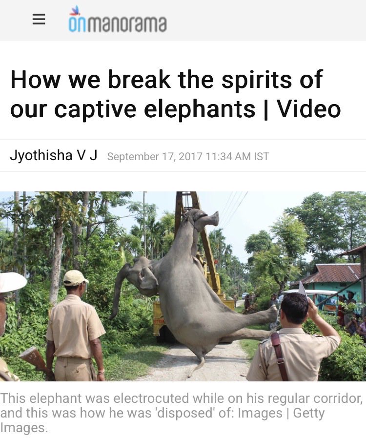 SigneSol0's tweet photo. What is being done to these young elephants — and to so many others kept in captivity for temples and festivals — is brutal. Taking animals still in their childhood or early youth, moving them thousands of kilometres, placing them into a system built on chains, isolation, and methods that deliberately break their will, all while calling it tradition or donation, is abysmal. The gap between the public image of majestic, sacred animals and the lived reality of fear, pain, and truncated lives is grotesque.
These are highly intelligent, emotionally complex, deeply social beings. Forcing them into this existence is not neutral. It is a choice that prioritises spectacle, status, and money over their fundamental needs.