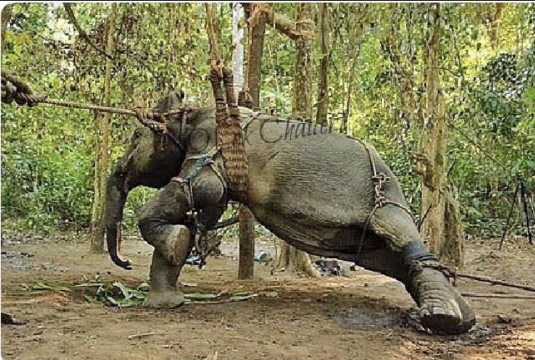 SigneSol0's tweet photo. What is being done to these young elephants — and to so many others kept in captivity for temples and festivals — is brutal. Taking animals still in their childhood or early youth, moving them thousands of kilometres, placing them into a system built on chains, isolation, and methods that deliberately break their will, all while calling it tradition or donation, is abysmal. The gap between the public image of majestic, sacred animals and the lived reality of fear, pain, and truncated lives is grotesque.
These are highly intelligent, emotionally complex, deeply social beings. Forcing them into this existence is not neutral. It is a choice that prioritises spectacle, status, and money over their fundamental needs.