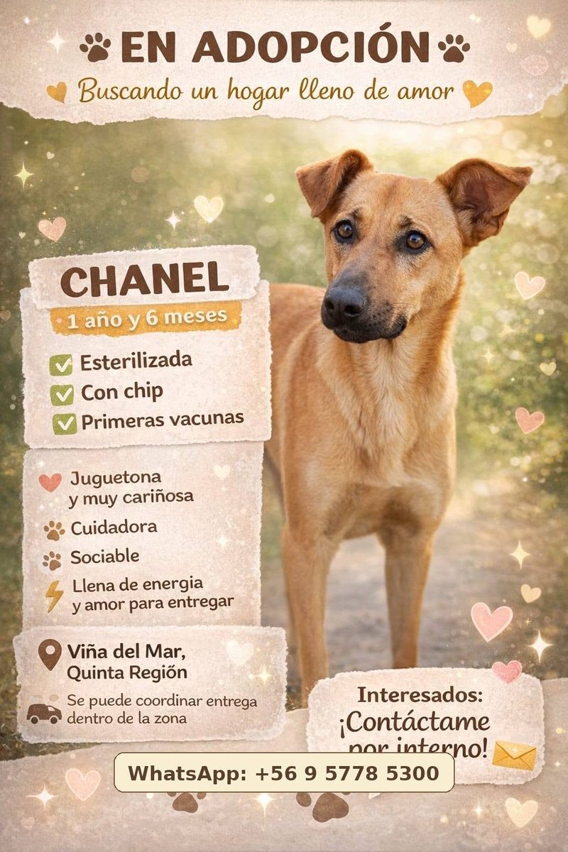 eltuitdemarsh's tweet photo. Urge adopción para Chanel. Fue rescatada de la calle, su temporal se acaba pronto y no quieren que vuelva al abandono. Si deseas darle un hogar, comunícate al +56957785300. Favor RT!
#ViñaDelMar https://t.co/kaKG1VPmRR