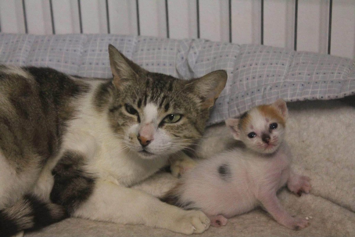 SfHuellas's tweet photo. Luz sigue siendo invisible!

Luz fue rescatada hace dos años y medio, con dos de sus cuatro bebés, ya que los otros dos fallecieron en la calle y los dos bebés restantes ya una vez rescatados. 
Cuando rescatas un animal lo haces con todas las consecuencias y es una lotería. https://t.co/exE0gQSbAk