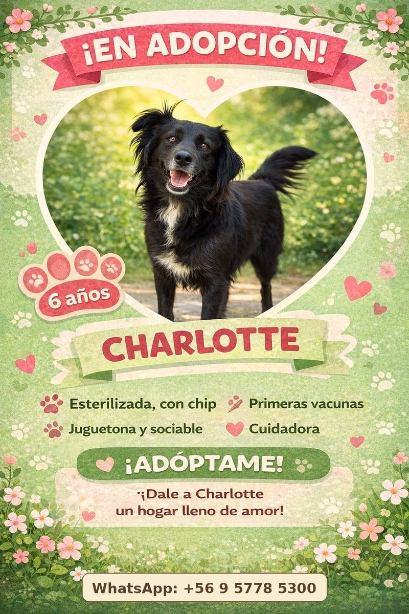 eltuitdemarsh's tweet photo. Urge adopción para Charlotte. Fue rescatada de la calle, su temporal se acaba pronto y no quieren que vuelva al abandono. Si deseas darle un hogar, comunícate al +56957785300. Favor RT!
#ViñaDelMar https://t.co/6GsGbNbfFc
