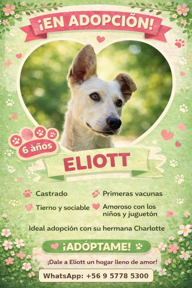 eltuitdemarsh's tweet photo. Urge adopción para Eliott. Fue rescatado de la calle, su temporal se acaba pronto y no quieren que vuelva al abandono. Si deseas darle un hogar, comunícate al +56957785300. Favor RT!
#ViñaDelMar https://t.co/SBgihDAG4a
