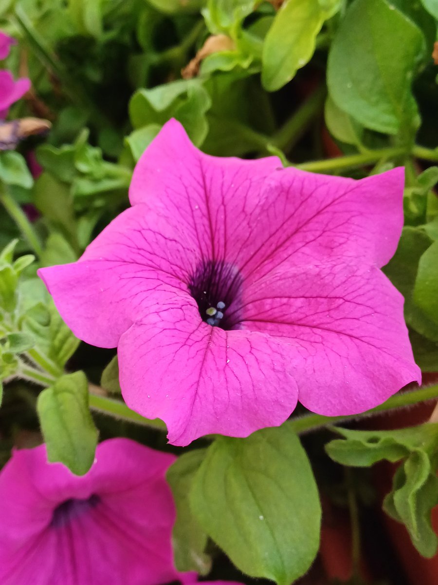 61audburn62's tweet photo. #DailyPictureTheme
#UpliftingColours
🌸🌸🌸 https://t.co/AaRpK6I0dD
