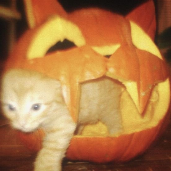 Sttarlo_'s tweet photo. —̳͟͞͞ ☆ Alt.

Tô muito feliz que minha Air Fryer chegou certinho, foi minha primeira receita, tô muito orgulhoso por ter comprado com meu dinheiro já morando sozinho :3 🎃

Agradeço a @nalucafezin pela inspiração com os pratos belíssimos dela e quis fazer pra provar também ✨ https://t.co/aaFFXTM31p