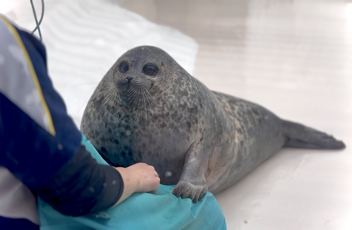 Cta_azarashi's tweet photo. かわいい

#海遊館
#ユキ https://t.co/jmjWY19kVz