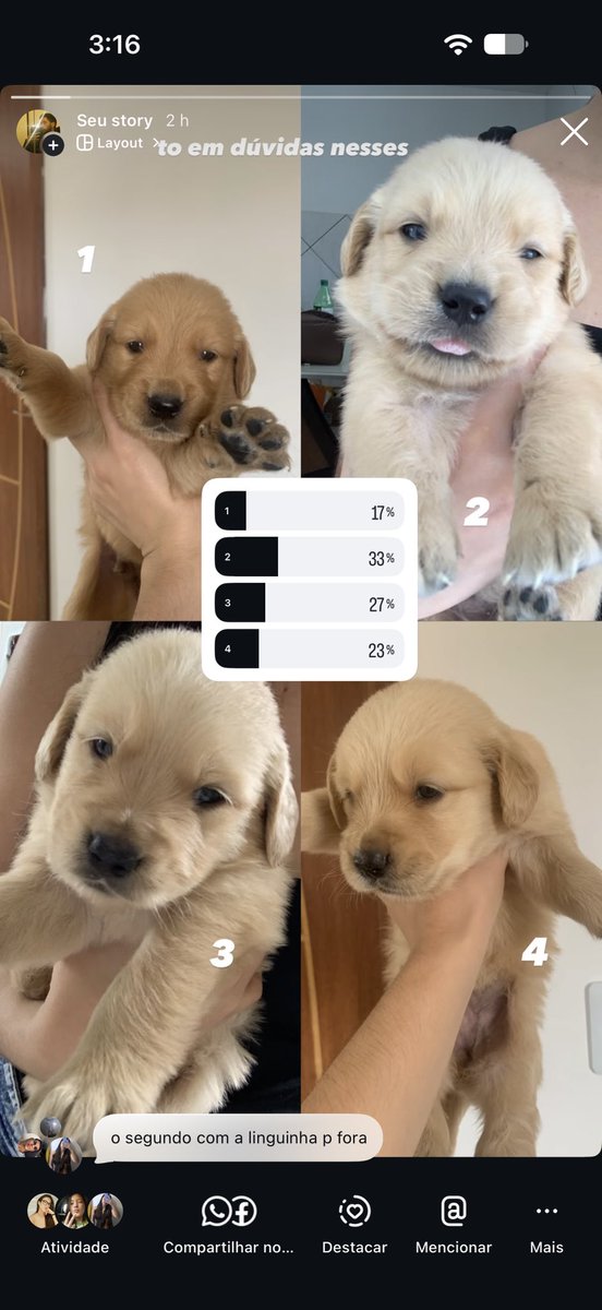 juniorswam's tweet photo. me ajudem a escolher um irmão golden para meu cachorro teffy 😓 https://t.co/xjXO3faqoR