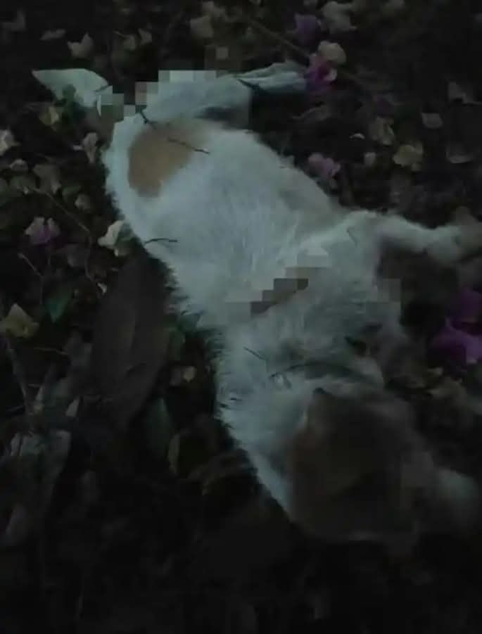 PhaedraXTeddy's tweet photo. Stopping a prolific dog abuser gets you beaten by Chinese police.
Chinese 🇨🇳 government does not arrest the perpetrators who abuse cats and dogs; instead, they arrest/beat Chinese #AnimalProtection volunteers!
This incident took place in Chongqing #China 🇨🇳 this past June 2026. A man was specifically targeting and abusing Teddy dogs.
Dogs' screams could be heard clearly throughout the residential complex! Many people confronted the man at his home and called police.
Crowds gathered to surround his house of horrors. However, when police arrived, they merely took the dog abuser to the station—effectively protecting him—for a few days.
Many animal protection volunteers in #China refused to accept this outcome or the way the situation was handled, so they staged a collective protest.
The people being beaten in these videos are animal protection volunteers.
Furthermore, police arrested many volunteers, labeling them as members of "extremist animal groups" who were undermining social stability! 
#China 🇨🇳 has no law against #AnimalCruelty, so this man Li got away with adopting dogs to abuse!