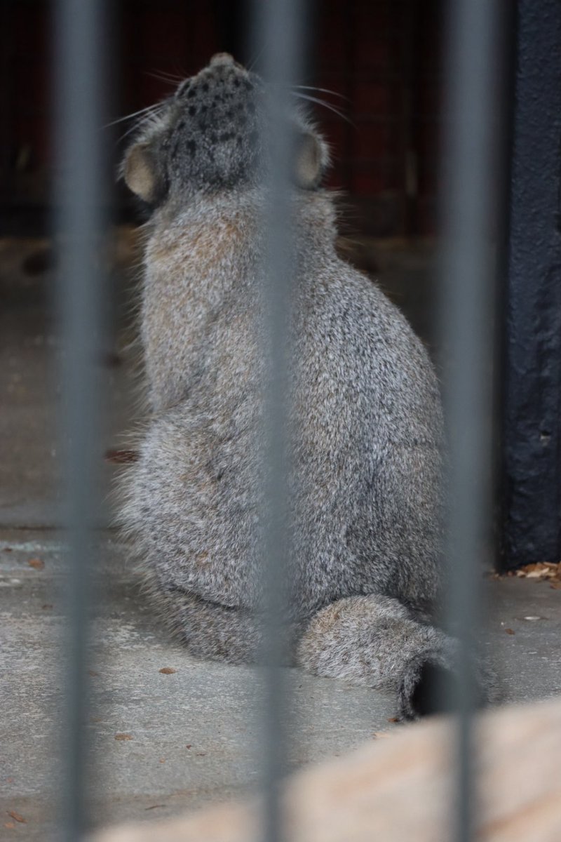 maykirapikr's tweet photo. 後ろ姿も可愛い🫶

#メイ
#マヌルネコ
#pallascat
#ごかつら池どうぶつパーク https://t.co/ESefAOh9Vx