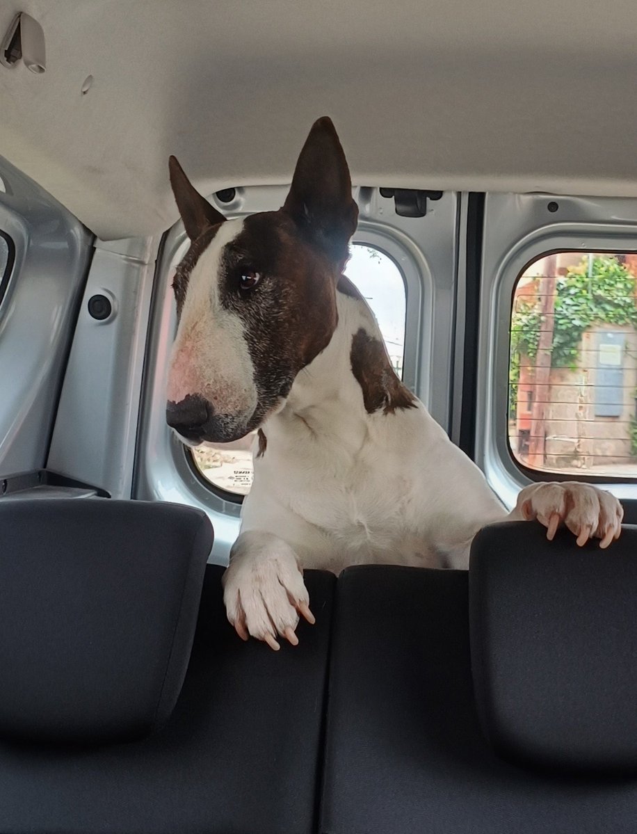 LucyCornet's tweet photo. @DiloConPerritos Se llama Simón, pero le decimos: cachorro,cachencho, gorda,el nene, Simonet,chancho... https://t.co/BDmNOKBe5Z