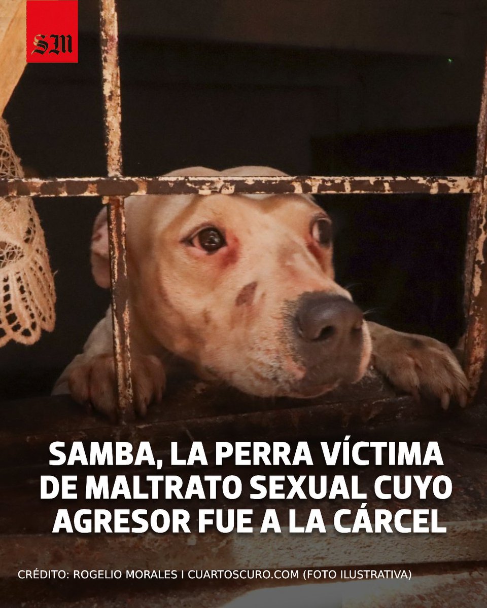 elsolde_mexico's tweet photo. 🐶💔 Samba sobrevivió a un caso de abuso sexual que llegó hasta los tribunales en CDMX. La organización Mundo Patitas denunció el caso y dio seguimiento contra Jonathan “N”, señalado por agredir sexualmente a la perrita.
https://t.co/rzXvRaBudM

📷Rogelio Morales I Cuartoscuro https://t.co/0Mv12w6kuA