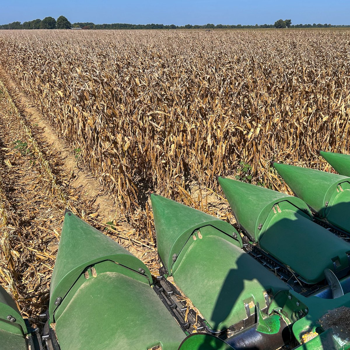 MStateCorn's tweet photo. Areas of the north Delta corn crop were due after being wrecked by greensnap last year, and it definitely came through. 

This outstanding hybrid plot was grown with irrigation by David Taylor near Sledge.

Thanks to David, eight participating seed companies and all involved. 🌽 https://t.co/3Ypg7TfOrL
