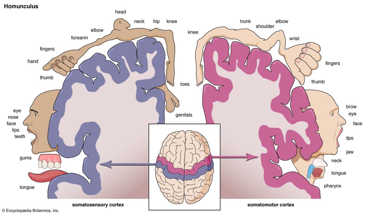 hotandmedicated's tweet photo. ok so the toes and genitals are mapped right next to each other in the somatosensory cortex in the brain. and that's probably why when my big toe is sucked that i feel it in my penis https://t.co/Tndx4O39Mq