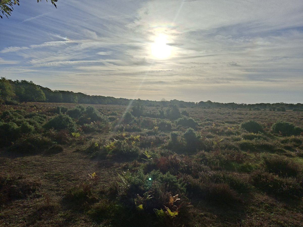 newforestranger's tweet photo. More from this mornings dawn patrol.
Disapointingly quiet on the wildlife front, more than worth it for the tranquility and autumn mist.
Beautiful.
Privileged to be in a job helping to protect it.
@NewForestNPA
#NewForestCode https://t.co/J1bVYpuOXc