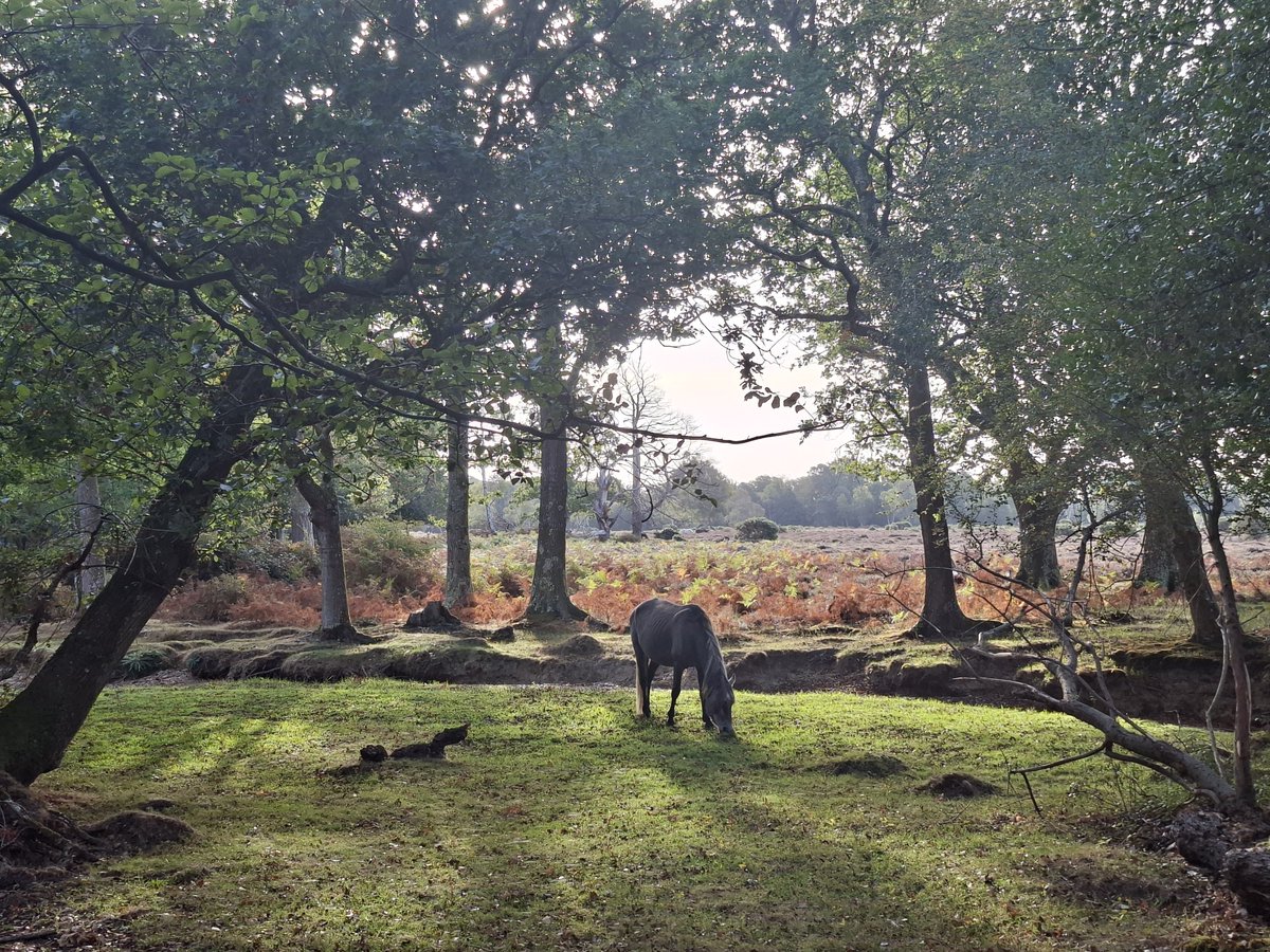 newforestranger's tweet photo. More from this mornings dawn patrol.
Disapointingly quiet on the wildlife front, more than worth it for the tranquility and autumn mist.
Beautiful.
Privileged to be in a job helping to protect it.
@NewForestNPA
#NewForestCode https://t.co/J1bVYpuOXc