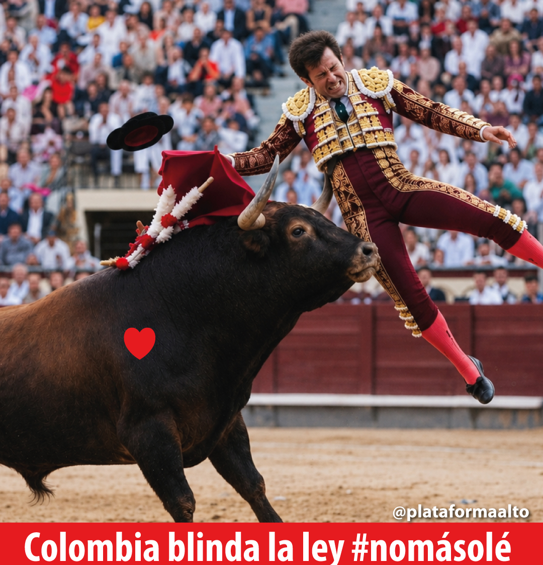 PlataformaALTO's tweet photo. Último minuto: la Corte Constitucional mantiene la prohibición de las corridas de toros en Colombia y rechaza la demanda infundada radicada por el abogado taurino Felipe Negret.

Este triunfo es fruto de una incansable defensa legal, académica y social contra quienes disfrutan del maltrato animal.

Desde la Plataforma Colombiana por los Animales - ALTO, como organización impulsora de esta ley, fuimos llamados por la Corte a intervenir. Así lo hicimos, y agradecemos a las organizaciones animalistas, universidades, colectivos y entidades que con sus sólidos escritos también participaron.

 ¡El fin de la barbarie taurina es un hecho irreversible!

La ley NO MÁS OLÉ, es de autoría de la senadora Esmeralda Hernández.