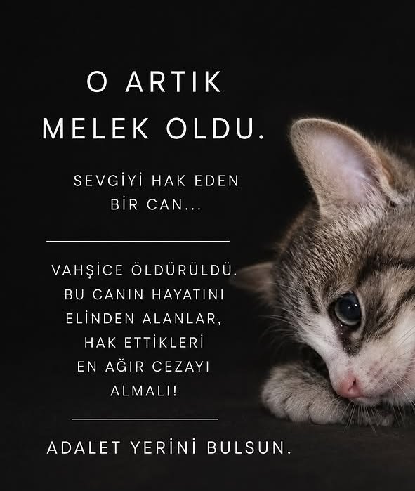 DreamStar242489's tweet photo. @Ayazkedisi MİNİĞİ UNUTMA https://t.co/MUv4sajrgk