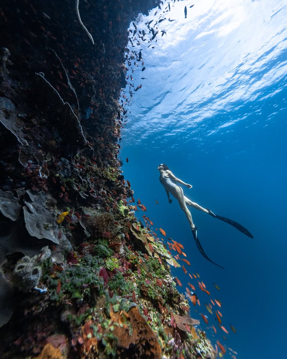 chester7gcd's tweet photo. Last year, I did a trip to Indonesia diving in search of blue whales and to experience some of the healthiest coral reef on the planet. This reef was the most vibrant I’ve ever seen, with every dive being filled with the noise and crackling sounds of... https://t.co/pxosjYL7r8