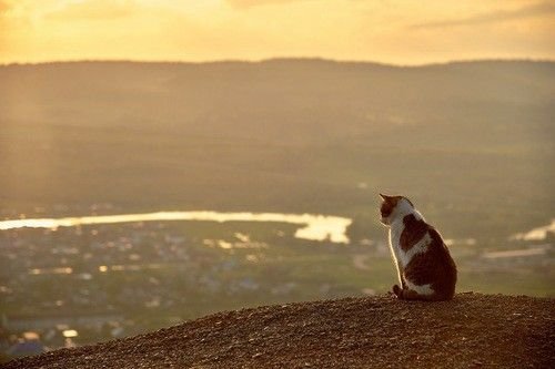 turkishwordotd's tweet photo. word of the day is:

gurbet • meaning a place far away from one’s homeland, the longing for one’s homeland.

the word is derived from arabic “غربة” /ḡurba/, from the verb “غرب” /ḡaraba/, meaning to go away, to depart. https://t.co/ognV1dDHjM