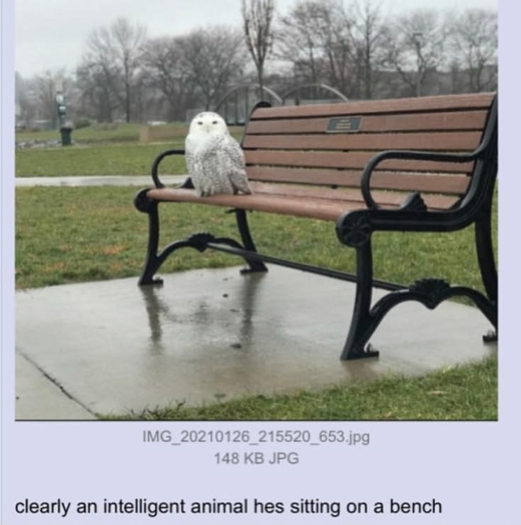 owltwting's tweet photo. https://t.co/tod2BRAhM4