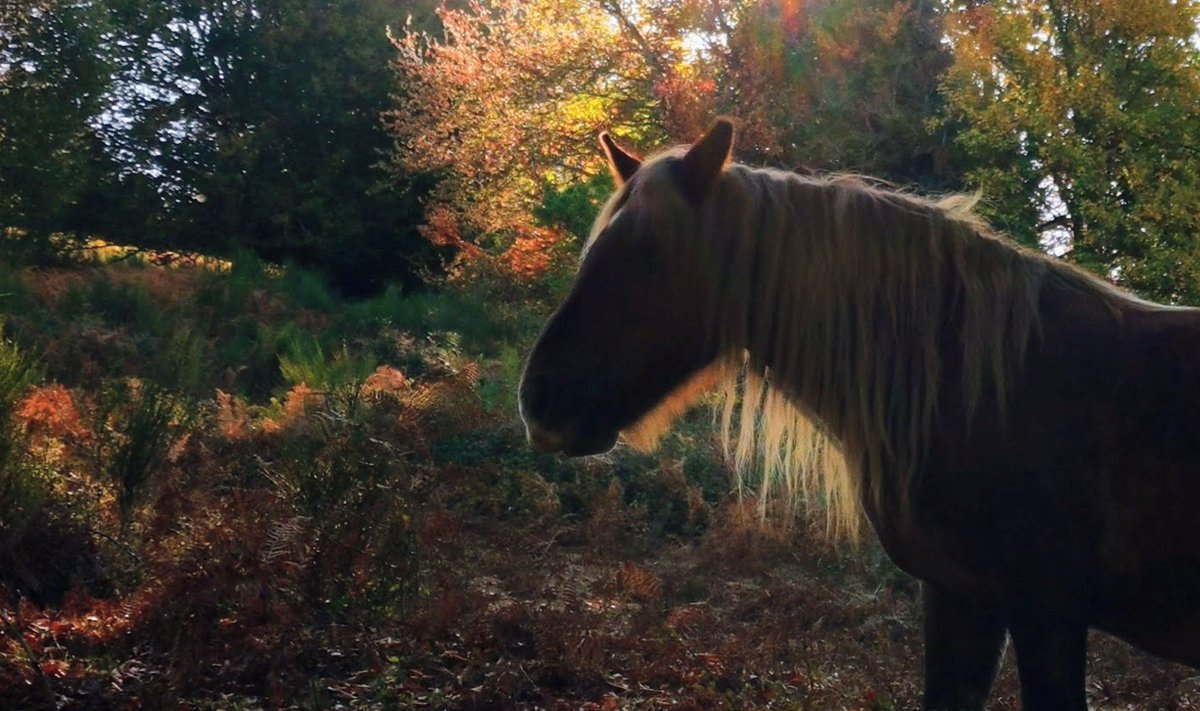 xuringoa's tweet photo. La luz del otoño!!! 📷 https://t.co/VIbPOGTBGK