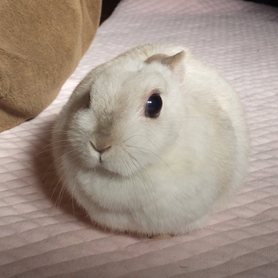 snuffedbun's tweet photo. uwa https://t.co/UkerC9PMEB
