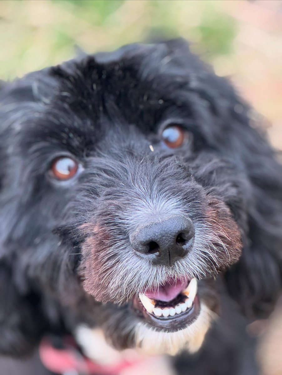 emmajohnsony3ph's tweet photo. Happy 6th birthday, Perfect Pip! From your distinctive bark and hilarious side-eye to the love and laughter you bring, thank you for letting me walk you all these years. https://t.co/QCaXw8ClwJ
