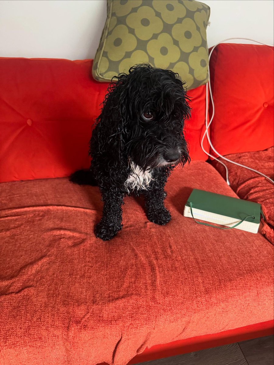 emmajohnsony3ph's tweet photo. Happy 6th birthday, Perfect Pip! From your distinctive bark and hilarious side-eye to the love and laughter you bring, thank you for letting me walk you all these years. https://t.co/QCaXw8ClwJ