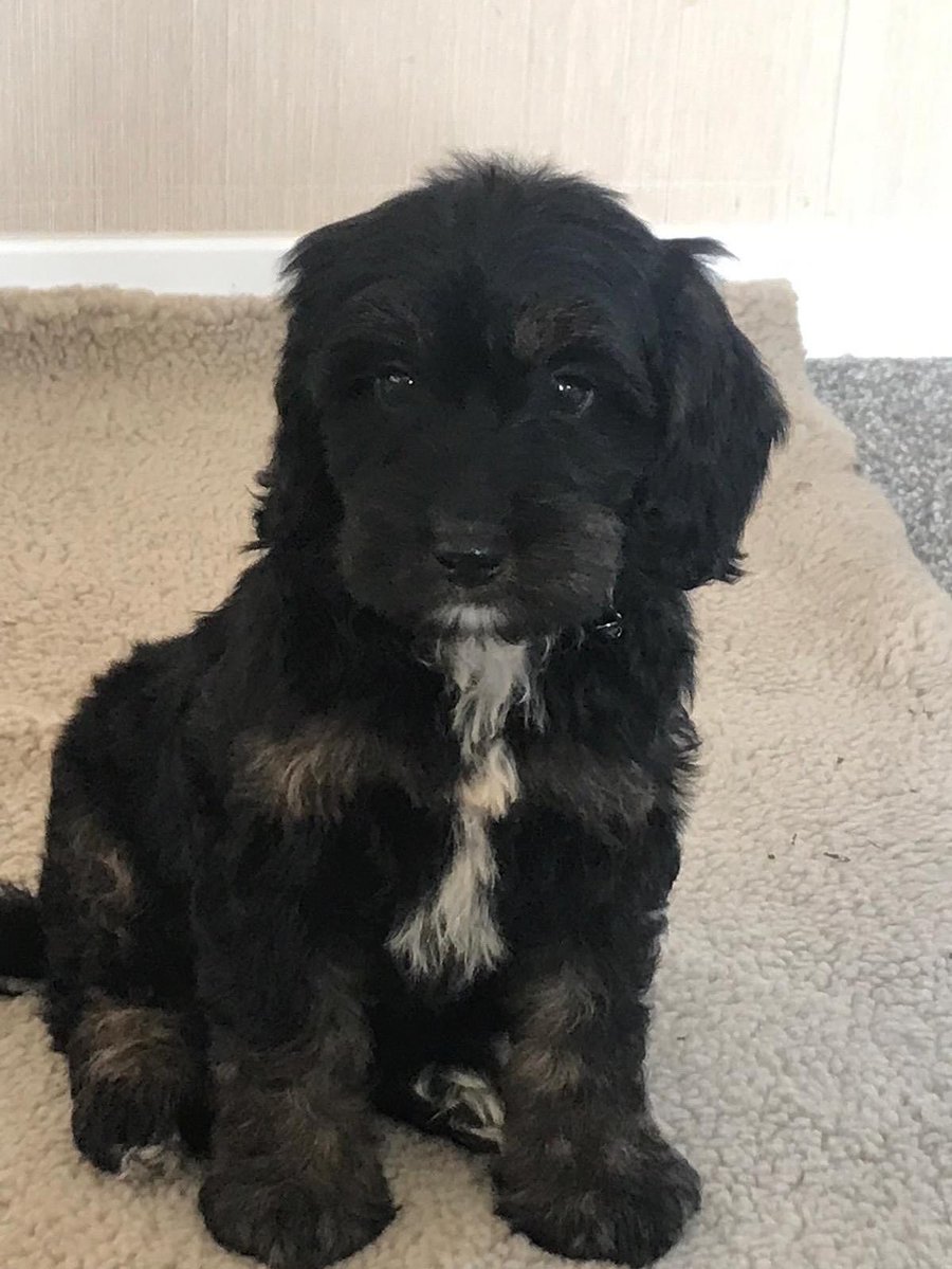 emmajohnsony3ph's tweet photo. Happy 6th birthday, Perfect Pip! From your distinctive bark and hilarious side-eye to the love and laughter you bring, thank you for letting me walk you all these years. https://t.co/QCaXw8ClwJ