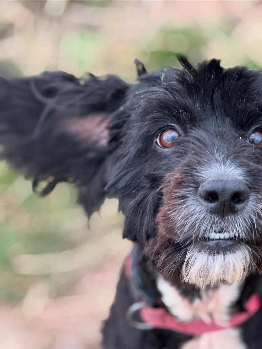 emmajohnsony3ph's tweet photo. Happy 6th birthday, Perfect Pip! From your distinctive bark and hilarious side-eye to the love and laughter you bring, thank you for letting me walk you all these years. https://t.co/QCaXw8ClwJ
