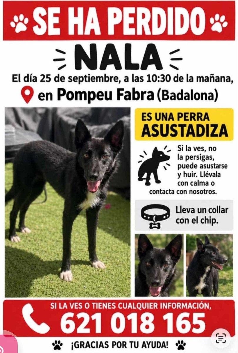 areagossosbdn's tweet photo. 🆘🆘 ¡¡ATENCIÓN!! 🆘🆘
NALA se ha perdido en #Badalona zona Pompeu Fabra. Vista esta mañana por la plaça Ernest Lluch.
Lleva collar con identificación, tiene chip.
Asustadiza, no intentar coger, sólo contactar 📞 621018165
Máxima difusión.
📣📣📣
#XarxaBarcelonaPerduts
#FemXarxa https://t.co/wKYhgguEGW
