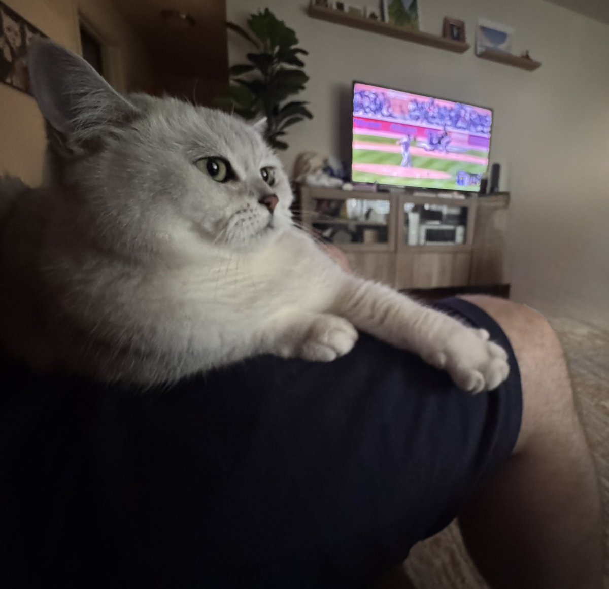 timdevaney's tweet photo. My cat, Justine Purrlander, and I watching the pitcher she was named after @JustinVerlander one final time. Go @Tigers!! https://t.co/b35nSKvu2n