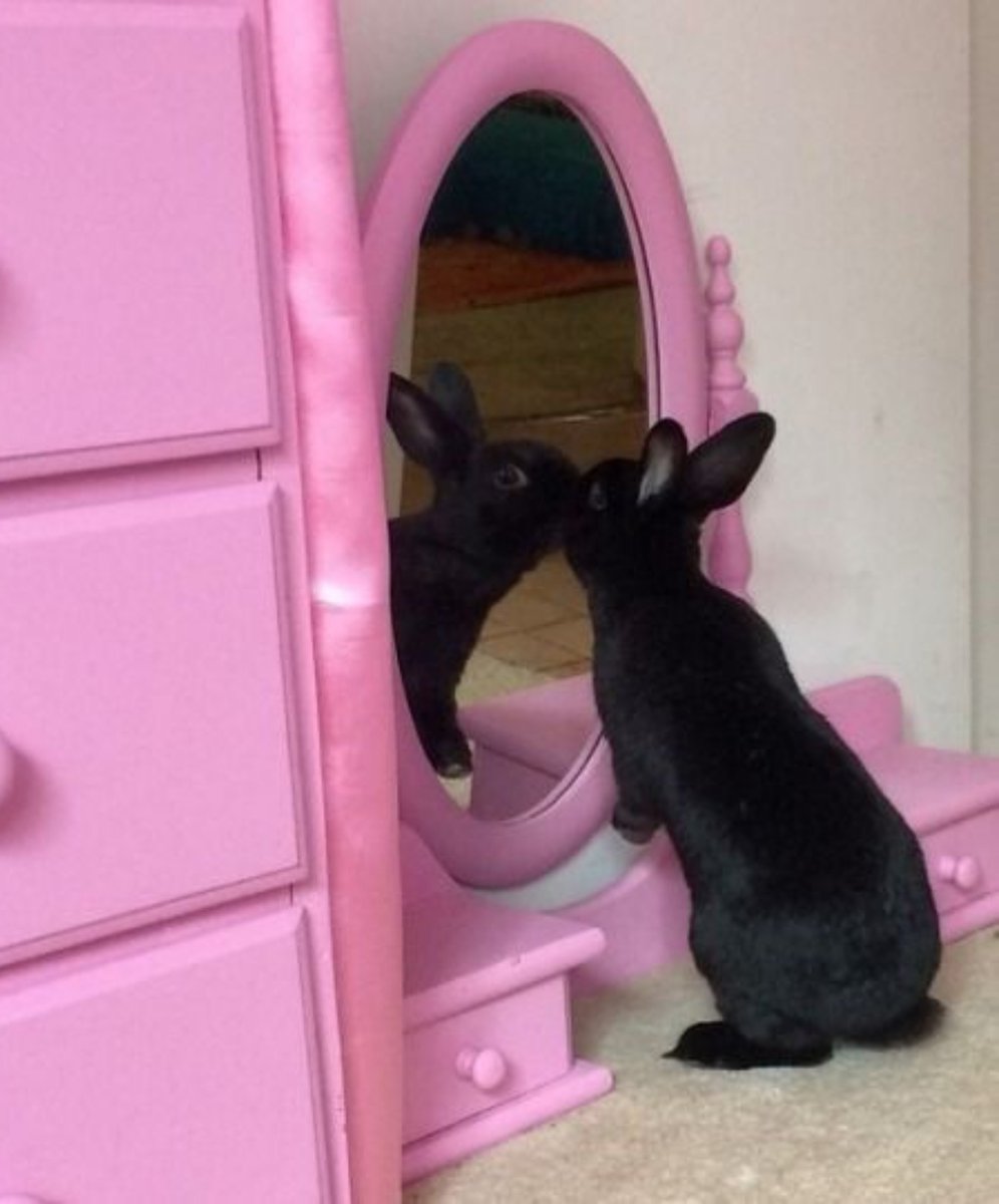 starr4samy's tweet photo. HAPPY INTERNATIONAL RABBIT DAY!! 🐰💗

Since today is International Rabbit Day, I’d like to share some photos that, besides being absolutely adorable, remind me of our very own Bunny in XLOV!!! 🐰

Enjoy the thread! 💗🐰 https://t.co/yw5A0kDWW9