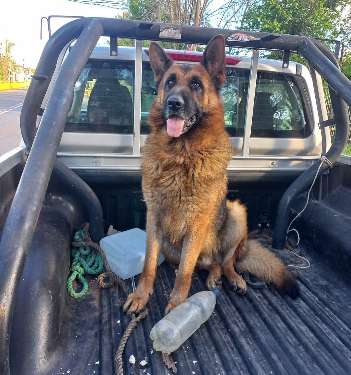 eltuitdemarsh's tweet photo. Encontraron a este perrito en el Cruce Los negros, comuna de Pencahue. No saben si está perdido o fue abandonado. Es muy grande, pero muy dócil y tranquilo. Si lo reconoces o deseas darle un hogar, comunícate al +56987744725. Lo van a dejar a domicilio. Favor RT!
#Talca https://t.co/WrJxIZe8xz