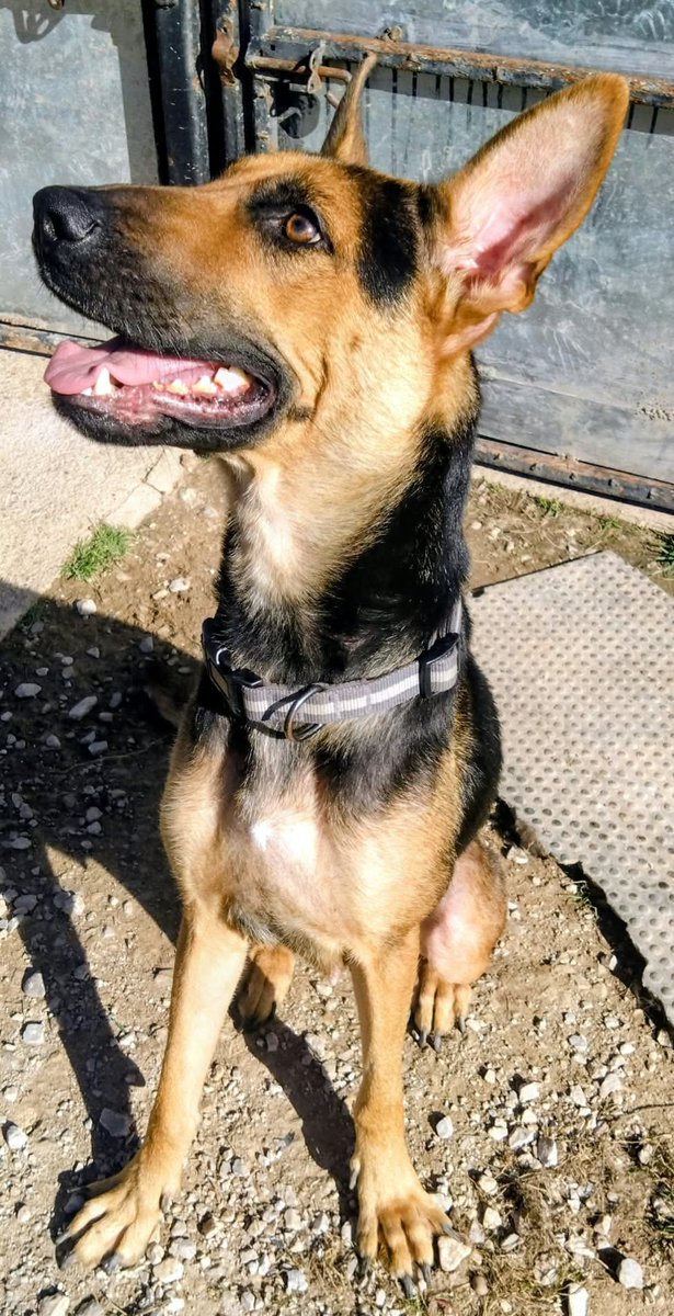 gsrescueelite's tweet photo. Kova is just a year old and already seen such cruelty and neglect! This girl just wants to please, she wants to be loved and gives it back ten fold freely, despite her start in life. A full belly and comfy bed for Kova ❤️ 

#dogs #GermanShepherd #Notts 

https://t.co/axSS35YDCa https://t.co/QUowv7mT6P