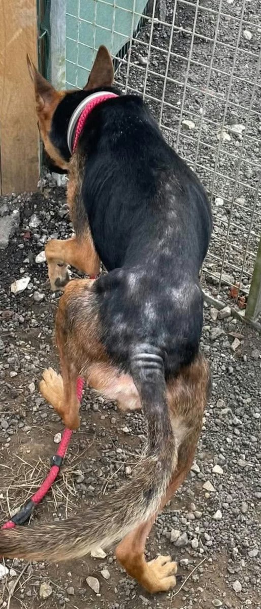 gsrescueelite's tweet photo. Kova is just a year old and already seen such cruelty and neglect! This girl just wants to please, she wants to be loved and gives it back ten fold freely, despite her start in life. A full belly and comfy bed for Kova ❤️ 

#dogs #GermanShepherd #Notts 

https://t.co/axSS35YDCa https://t.co/QUowv7mT6P