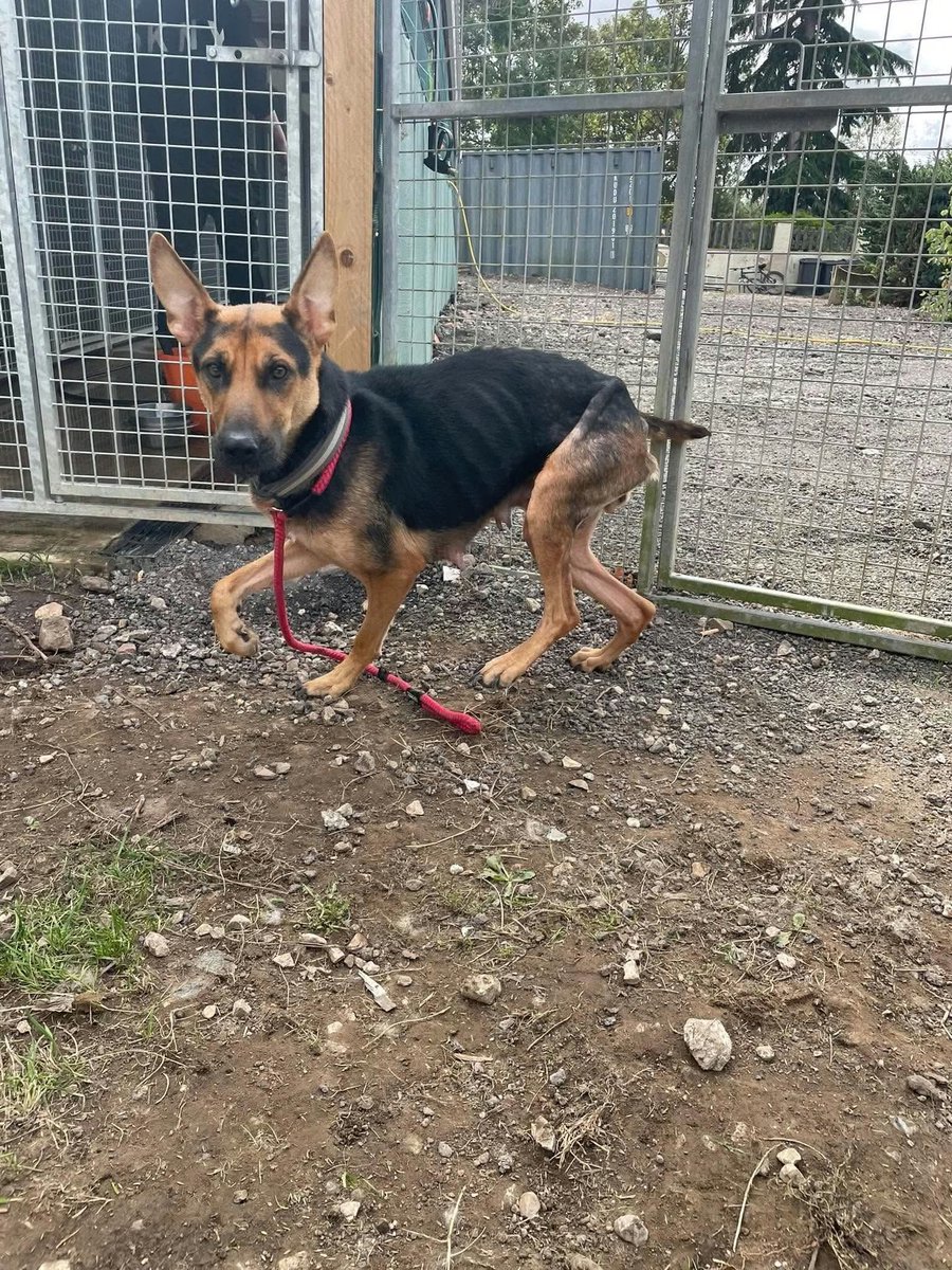 gsrescueelite's tweet photo. Kova is just a year old and already seen such cruelty and neglect! This girl just wants to please, she wants to be loved and gives it back ten fold freely, despite her start in life. A full belly and comfy bed for Kova ❤️ 

#dogs #GermanShepherd #Notts 

https://t.co/axSS35YDCa https://t.co/QUowv7mT6P