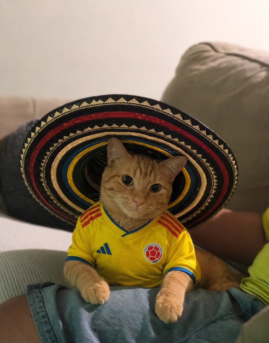 sylveeascats's tweet photo. 🐱🇨🇴 https://t.co/eKFTv72XVe