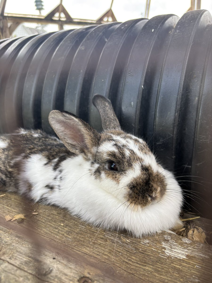 rinswirl's tweet photo. rabbit day :3 !!!!!!! https://t.co/WP3b5VA8Mq