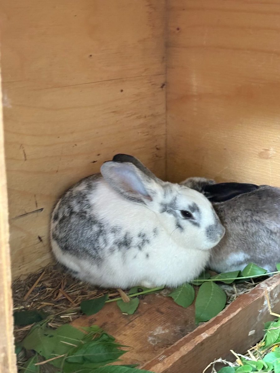 rinswirl's tweet photo. rabbit day :3 !!!!!!! https://t.co/WP3b5VA8Mq