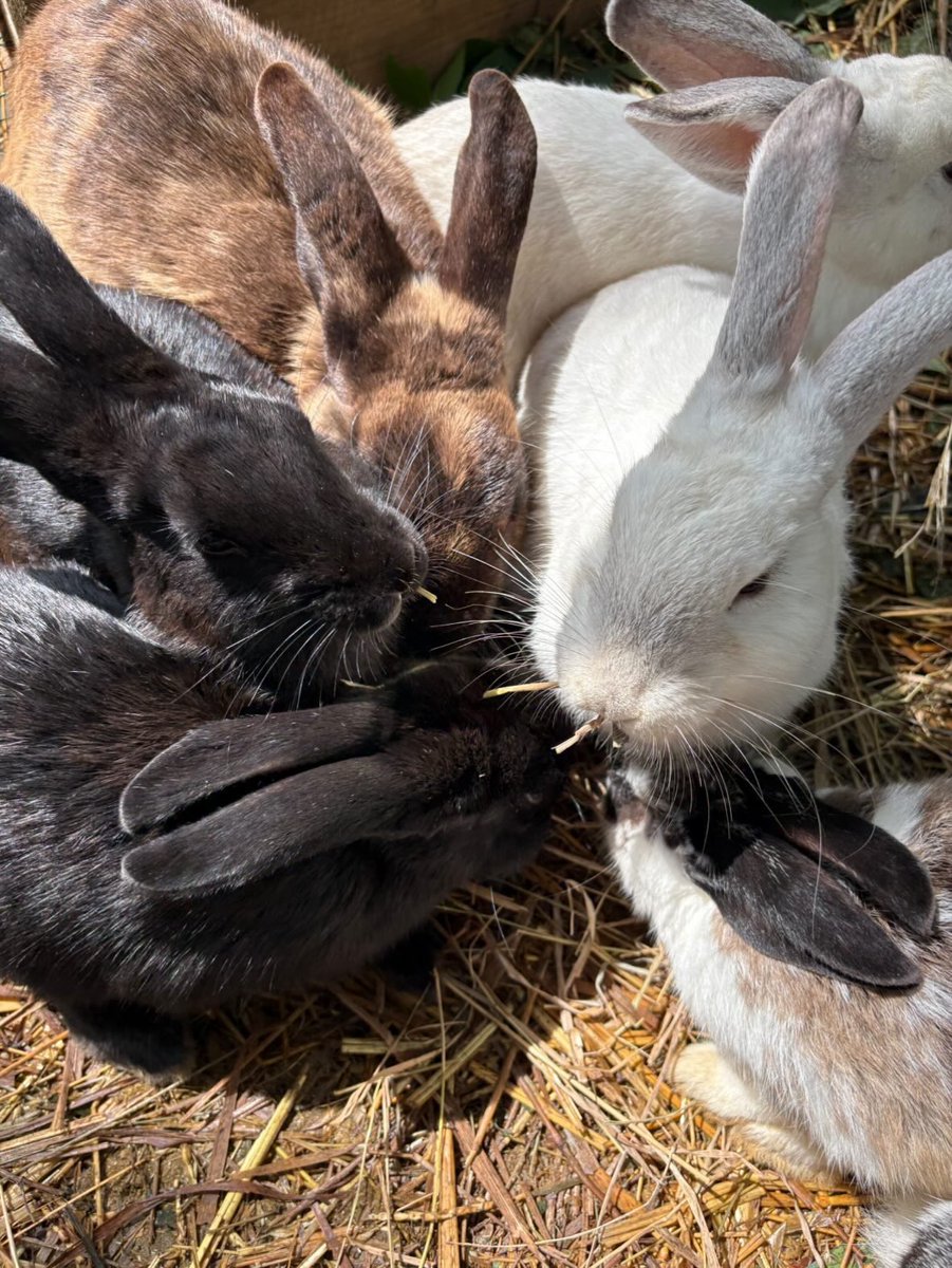rinswirl's tweet photo. rabbit day :3 !!!!!!! https://t.co/WP3b5VA8Mq