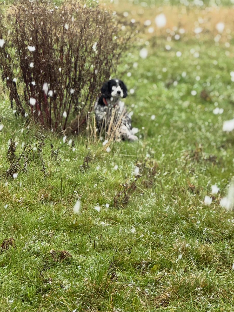 emmajohnsony3ph's tweet photo. Not sure Piper is enjoying the snow. https://t.co/Q0sPZT9nUa