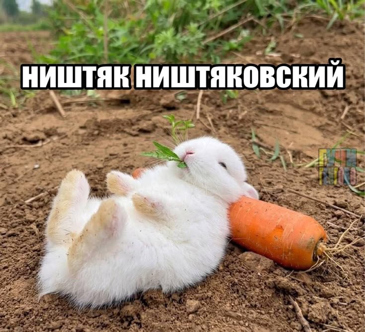 The_Sutra_0's tweet photo. @RostKop878 https://t.co/jry58JrO71